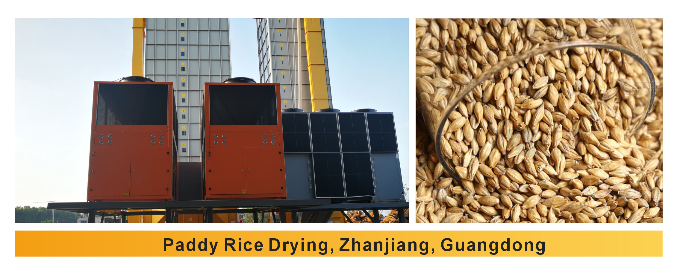 Paddy Rice