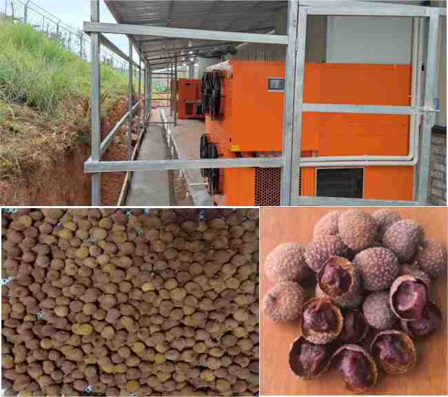 3×30 HP Longan Drying Line