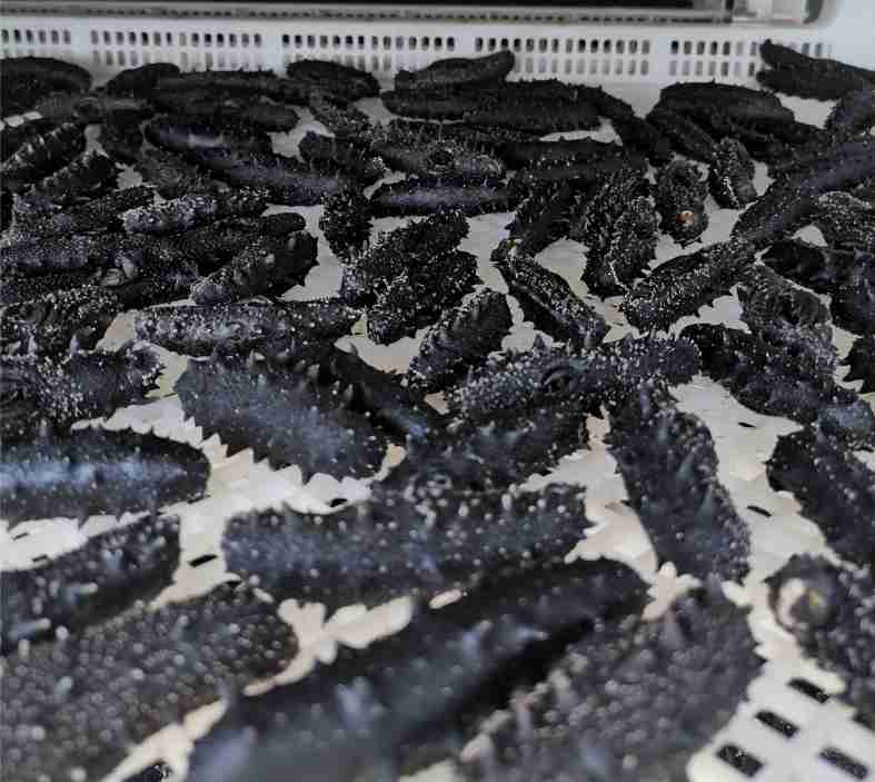 Sea Cucumber Heat Pump Drying