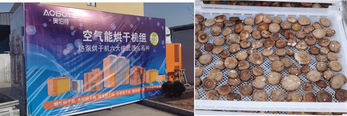 7 HP Shiitake Mushroom Drying