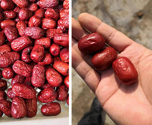Split-Type Heat Pump Retrofit Solves Winter Jujube Re-Drying Challenges
